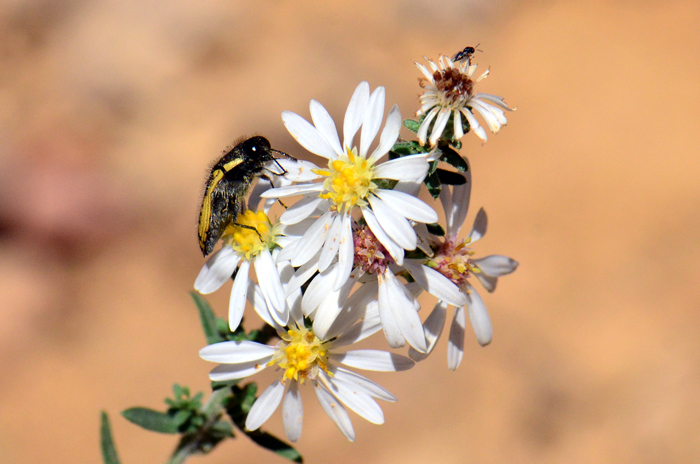 White Heath Aster is recognized by pollination ecologists as attracting large numbers of Native bees. Flowers appeared to act as insect magnets. Symphyotrichum ericoides var. ericoides